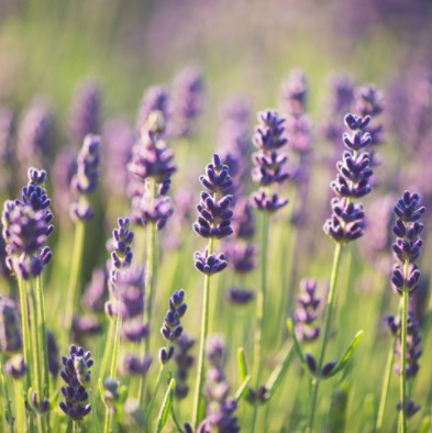 השפעת שמן לבנדר על חרדה